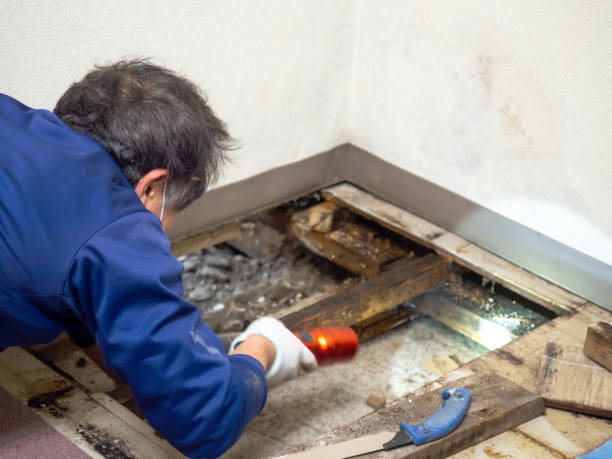 Professional Mold Removal in Yorkshire, VA