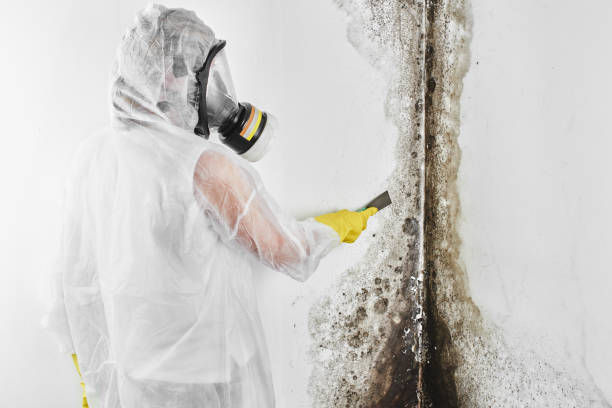 Best Office Mold Removal Services  in Yorkshire, VA