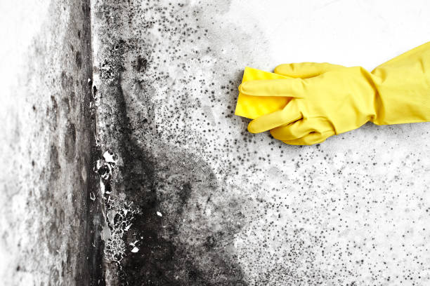 Best Best Mold Removal Companies  in Yorkshire, VA