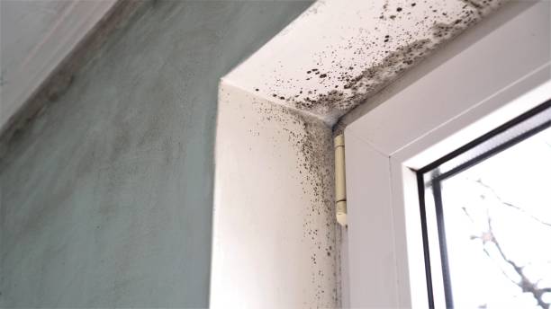 Best Residential Mold Removal  in Yorkshire, VA