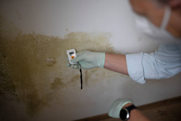 Best Fast Mold Removal  in Yorkshire, VA