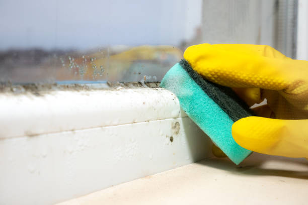 Best Local Mold Removal Service  in Yorkshire, VA