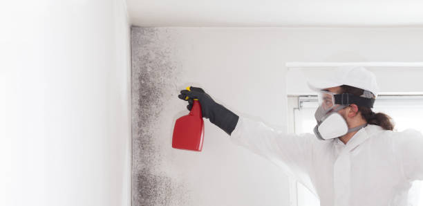 Best Toxic Mold Removal  in Yorkshire, VA