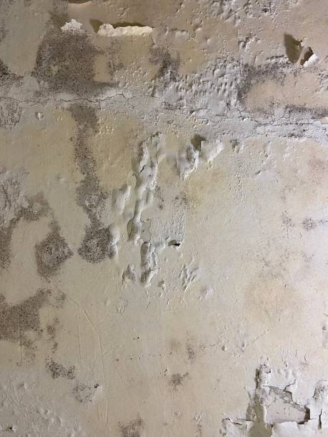 Best Crawl Space Mold Removal  in Yorkshire, VA