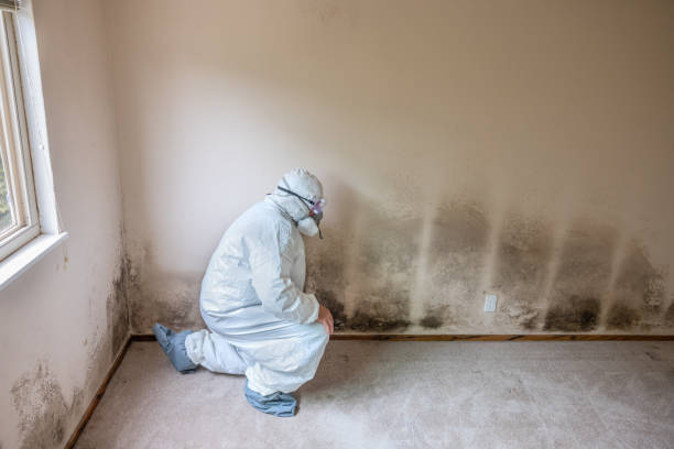 Best Emergency Mold Removal  in Yorkshire, VA