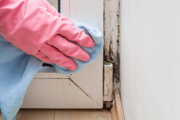 Best Best Mold Removal Companies  in Yorkshire, VA