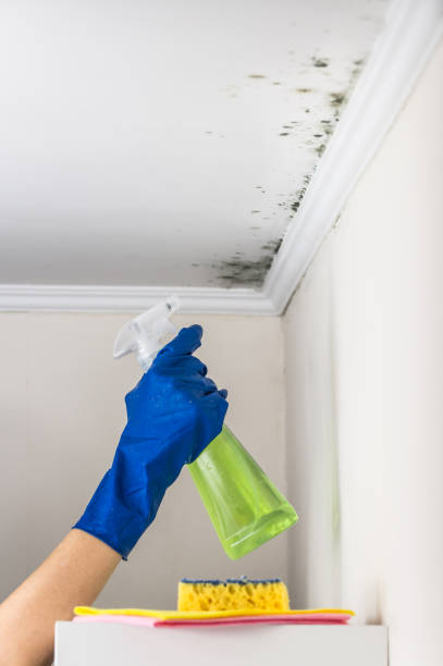 Best Mold Cleaning Services  in Yorkshire, VA
