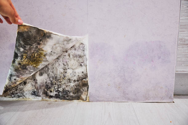 Best Home Mold Removal  in Yorkshire, VA